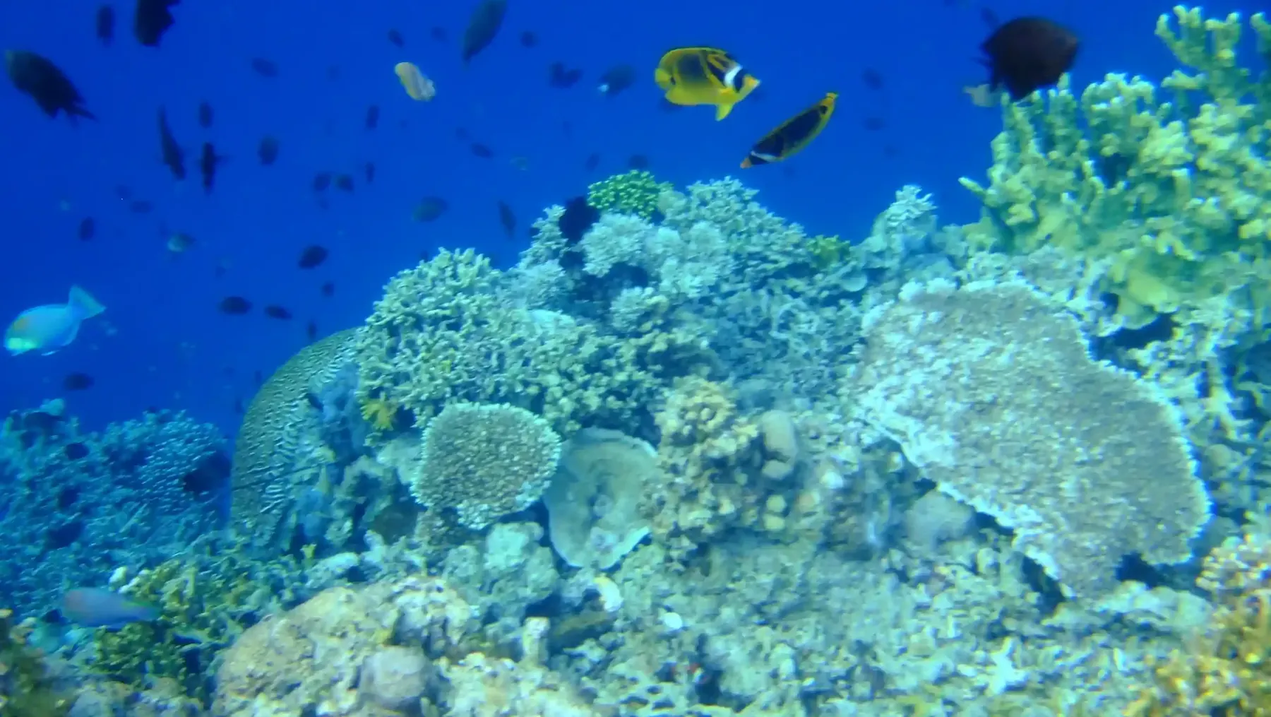Healthy coral reef with schooling fish in clear water