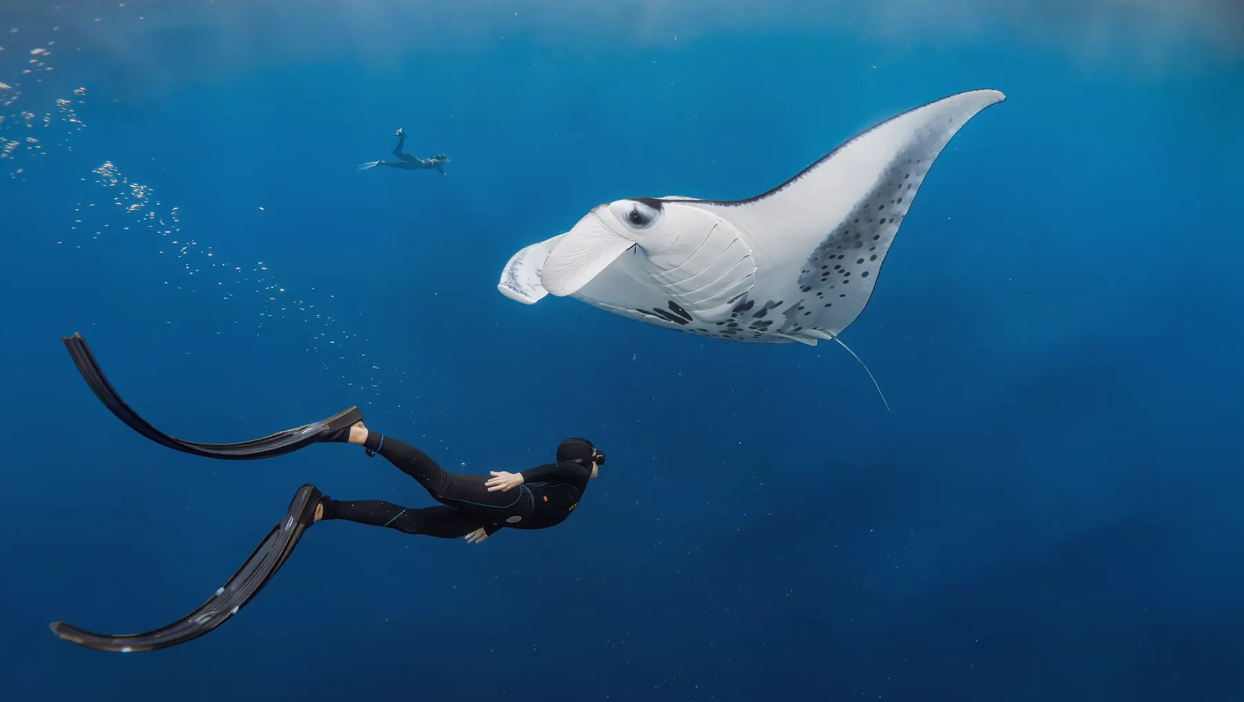 Freediver and a manta ray in open blue water