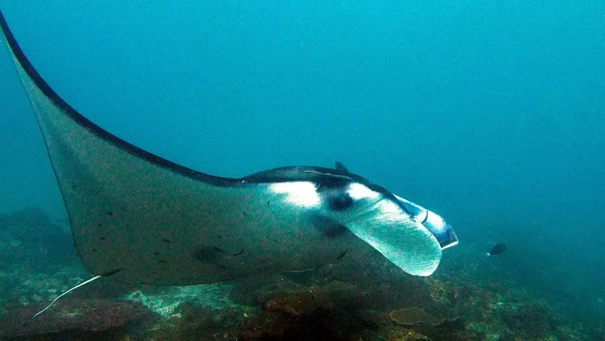 Manta ray gliding above the reef