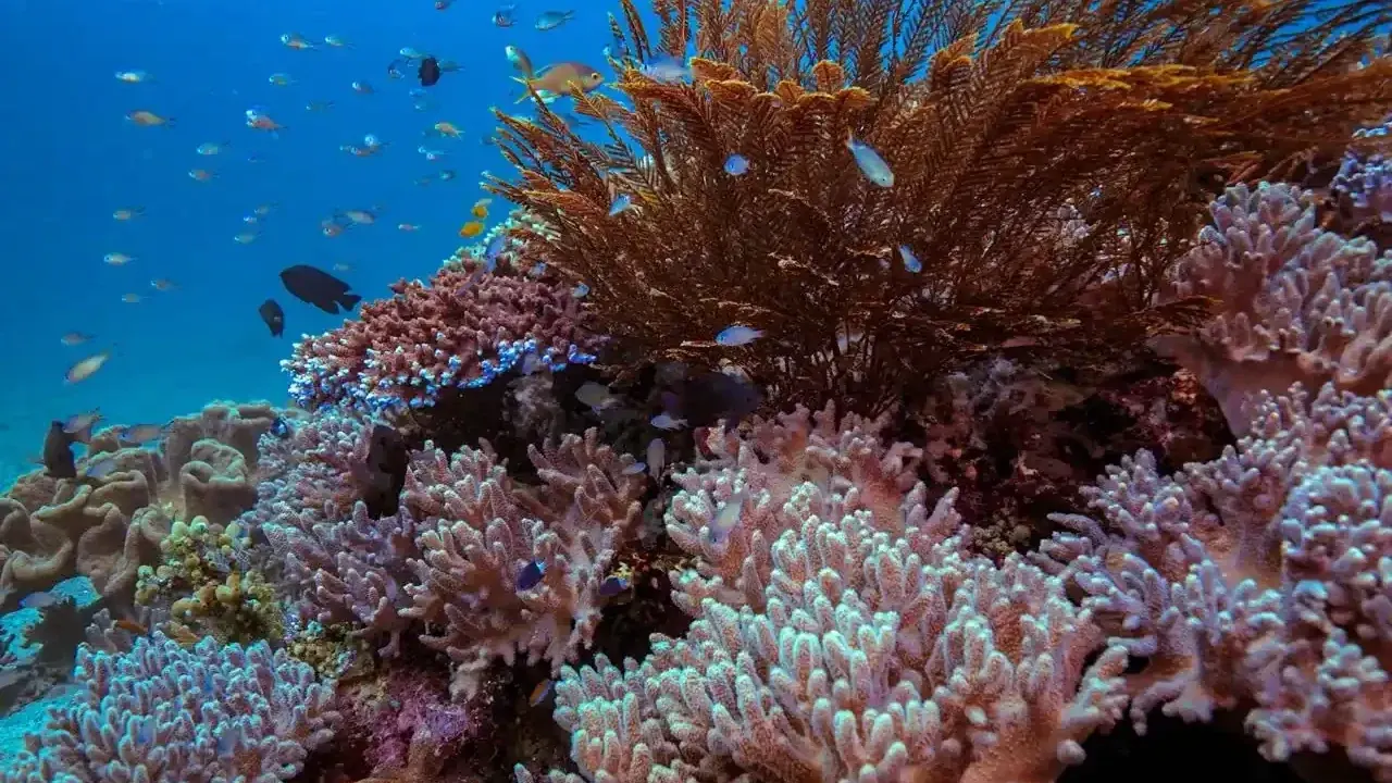 Colourful coral reef with small fish at Pulau Dua