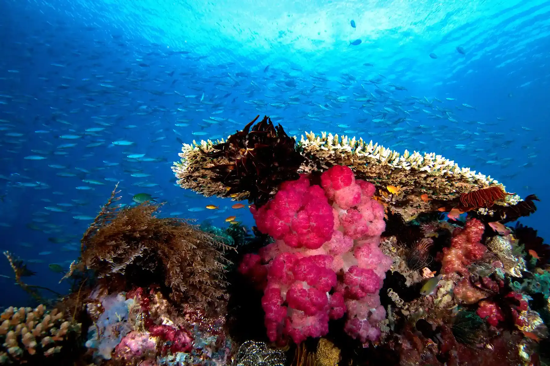 Colourful reef with sea fans, soft coral and small fish