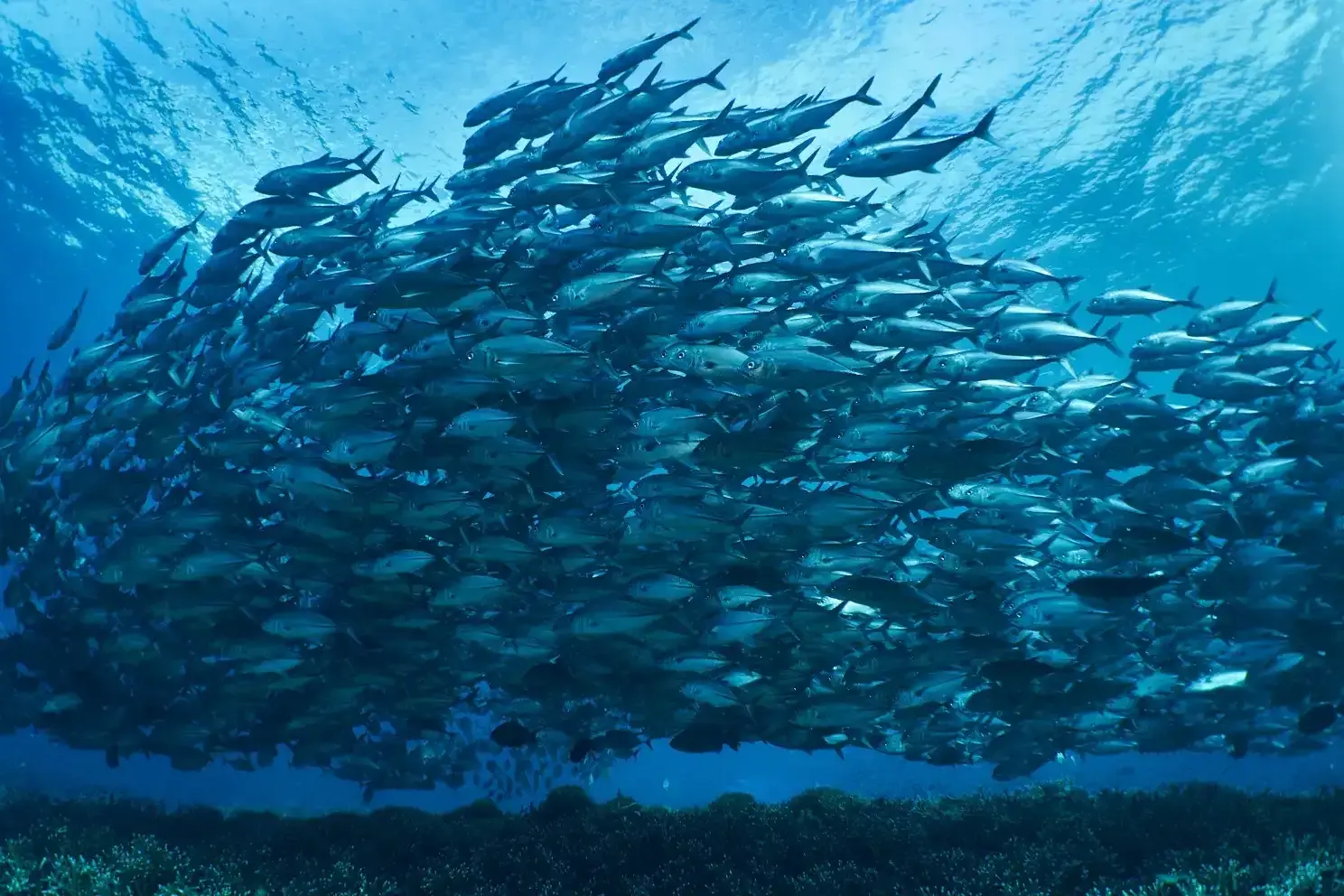 School of fish above a coral reef