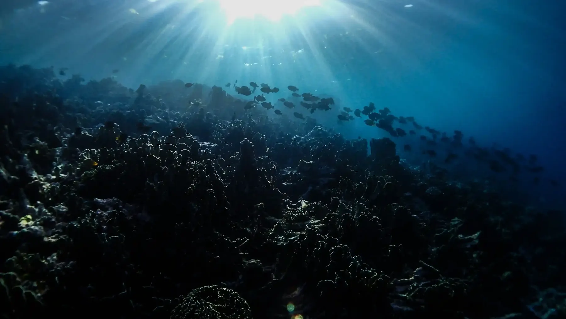 Sunbeams falling across a deep coral slope