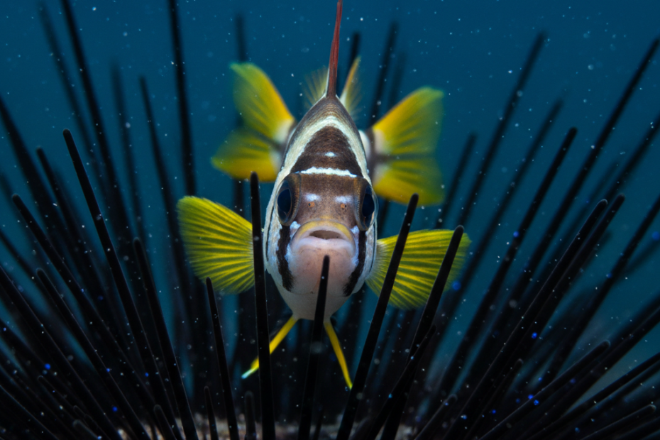 Banggai Cardinal Initiative — editorial photo 1